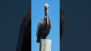 Pelican #Florida #BeachLife