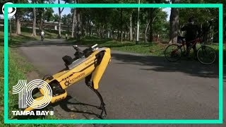 Details Robot helps with social distancing in a Singapore park during coronavirus pandemic News