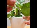 Pilea leaf propagation