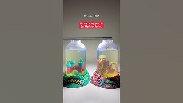 Growing Sea Monkeys UPDATE #shorts