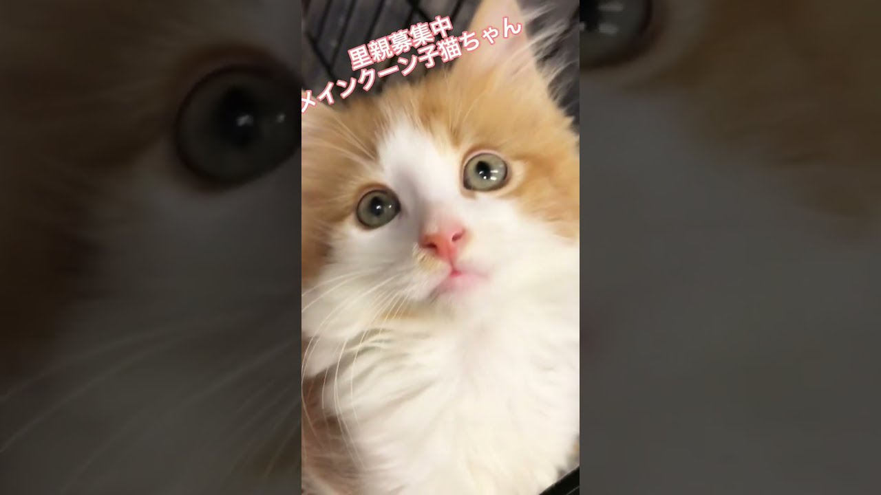 里親募集中メインクーン子猫ちゃん ハンディがある子です Youtube