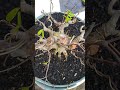 Bonsai Anting Putri Smoll Tahapan
