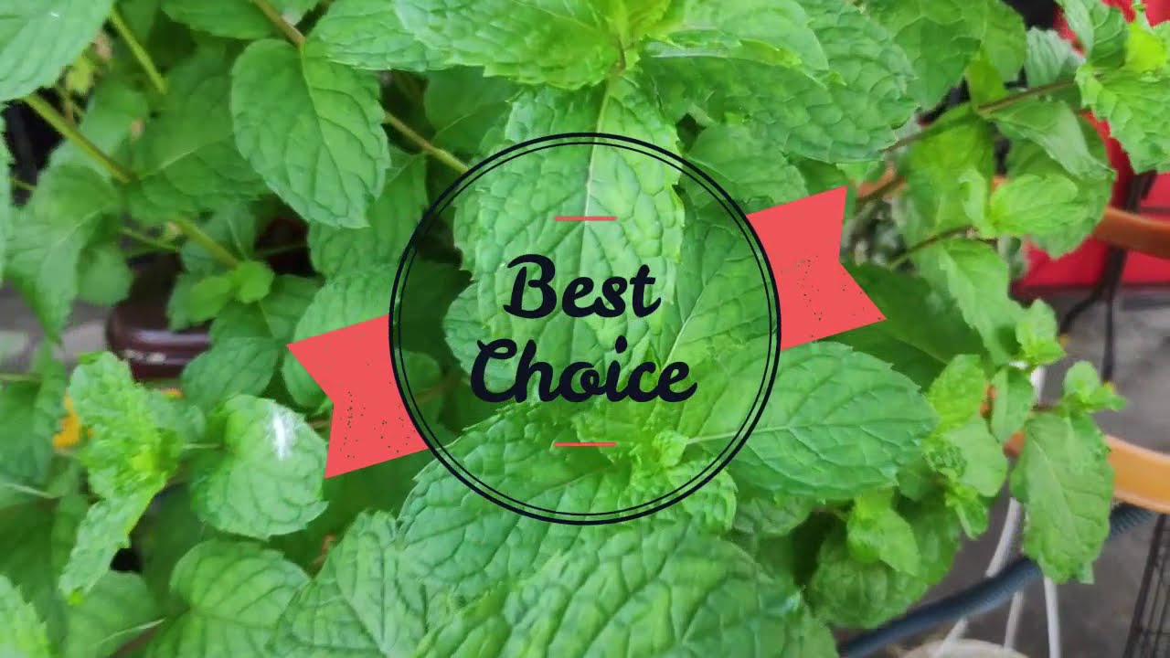 aquaponic vs soil farming - youtube