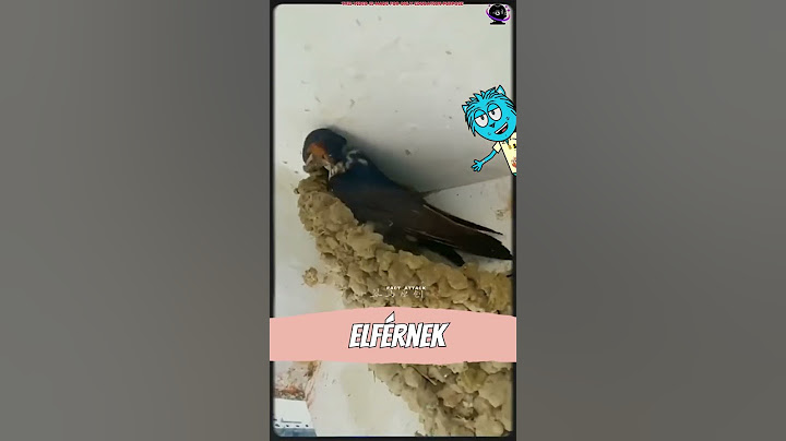 Ha fecskét látsz, ne verd le a fészkét! #shorts