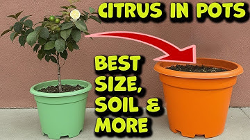 How to Pot a  Lime or Citrus Tree in 2025. Step by Step!