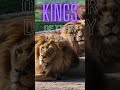 Do KING S#!+ #king #motivation #lion