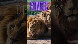 Do KING S#!+ #king #motivation #lion