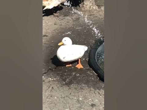duckies shorts