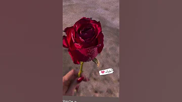 نغمة هادئة 