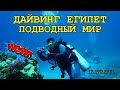 🇪🇬 ЕГИПЕТ,  КРАСНОЕ МОРЕ ПОДВОДНЫЙ МИР И ДАЙВИНГ  🐠  UNDERWATER WORLD IN RED SEA,  DIVING EGYPT