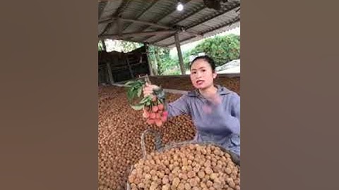 Vải thiều sấy khô Lụ