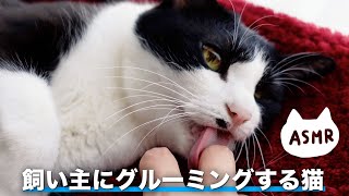 ASMRSUBThe sound of cats grooming their owners [Healing] #233