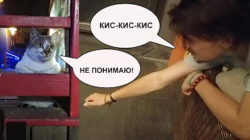 КИС-КИС-КИС или Как подзывают кошек в разных странах
