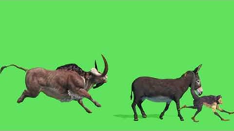 animals stampede green screen videos add round 3