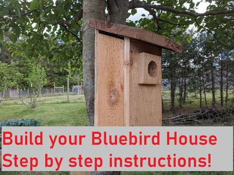 build-your-own-bluebird-house-