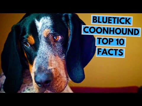 Video: Las diferencias entre el Bluetick Coonhound y el Grand Bleu de Gascogne