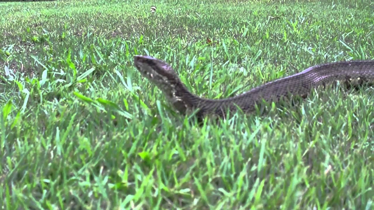 Adult Cottonmouth Youtube