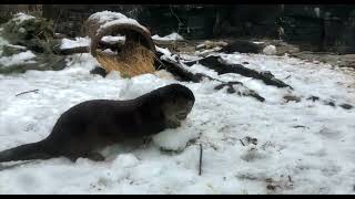 A Snowman Video You OTTER See - Cincinnati Zoo
