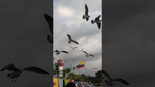 Gaviota #gaviota #aves #marazul by Thecharles7 17 views 1 year ago 1 minute, 9 seconds