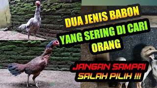 4Y4M MANGON MATA HITAM DAN KAKI FULL HITAM DI PASAR SUMPIUH BANYUMAS. 