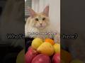 Are you attentivetest shorts funnycats cat.s test