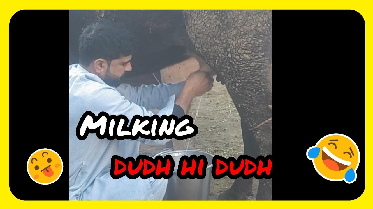 My Morning Routine in Village | Milking Cows with my Wife | Desi Life