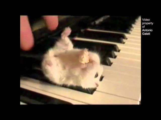 Hamster On A Piano (Eating Popcorn) - Parry Gripp class=