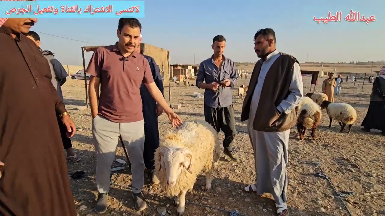 سوق مواشي الموصل علوة الايمن #موصل #الموصل #علوة #اغنام #حلال #طليان #غنم #نينوى #عبدالله_الطيب