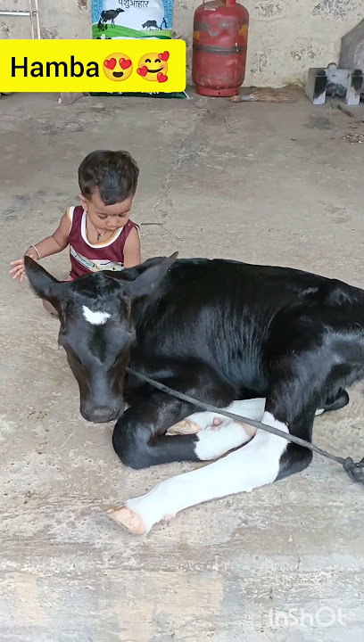 baby cow#Hamba😀😍#bal#cute #babyshorts #funny #viral #ytshorts #shorts