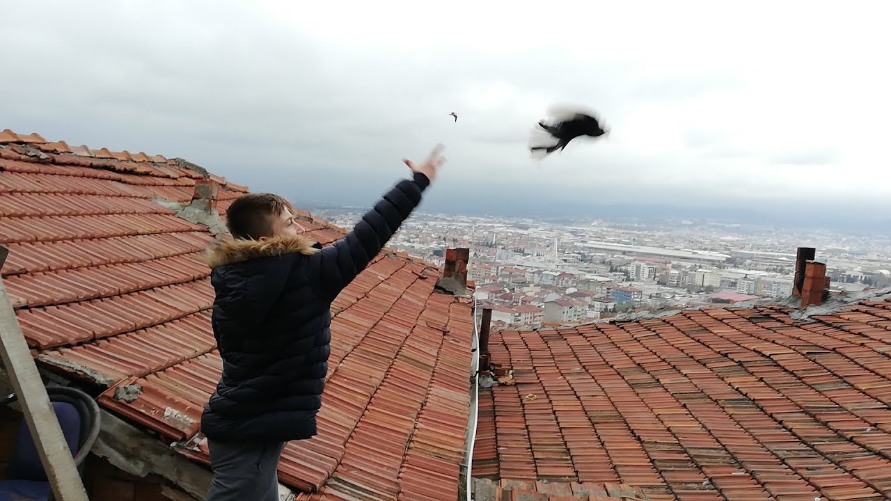 Yakışıklı Emirhanın,10 Numara 5 Yıldızlı Taklacı Güvercinleri Var. Kocaeli Güvercin Kümesleri