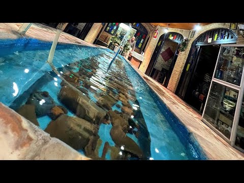 دیزی عودلاجان