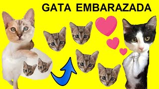 Gata embarazada y sus gatitos con gatos Luna y Estrella Nata y Chocolate / Videos de animales