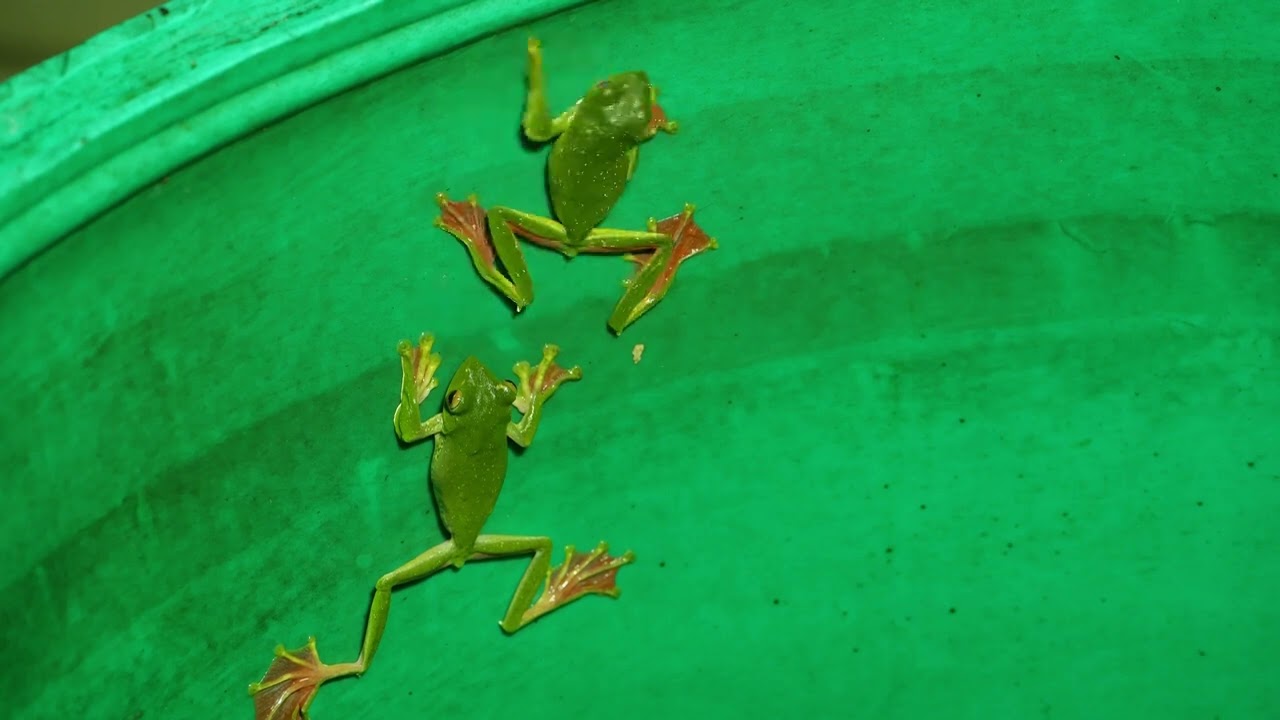 Courtship Night. .. Malabar Gliding frog