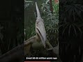 T-Rex: 5 Mind-Blowing Facts