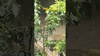Rain in Gujrat #rain #barish #fun #enjoy #chill #rainyseason #pakistan