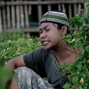 Agos Kotak (Story' WA)