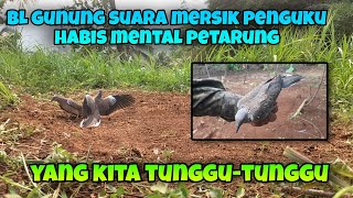 BL Gunung Suara Mersik Penguku Habis Mental Petarung yang Kita Tunggu-tunggu