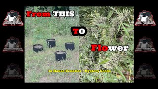 Seed To Harvest : In House Genetics - Mystery Seeds - Outdoor Grow 2024