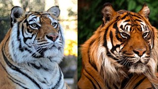 الفرق بين النمر السومطري و البنغالي
