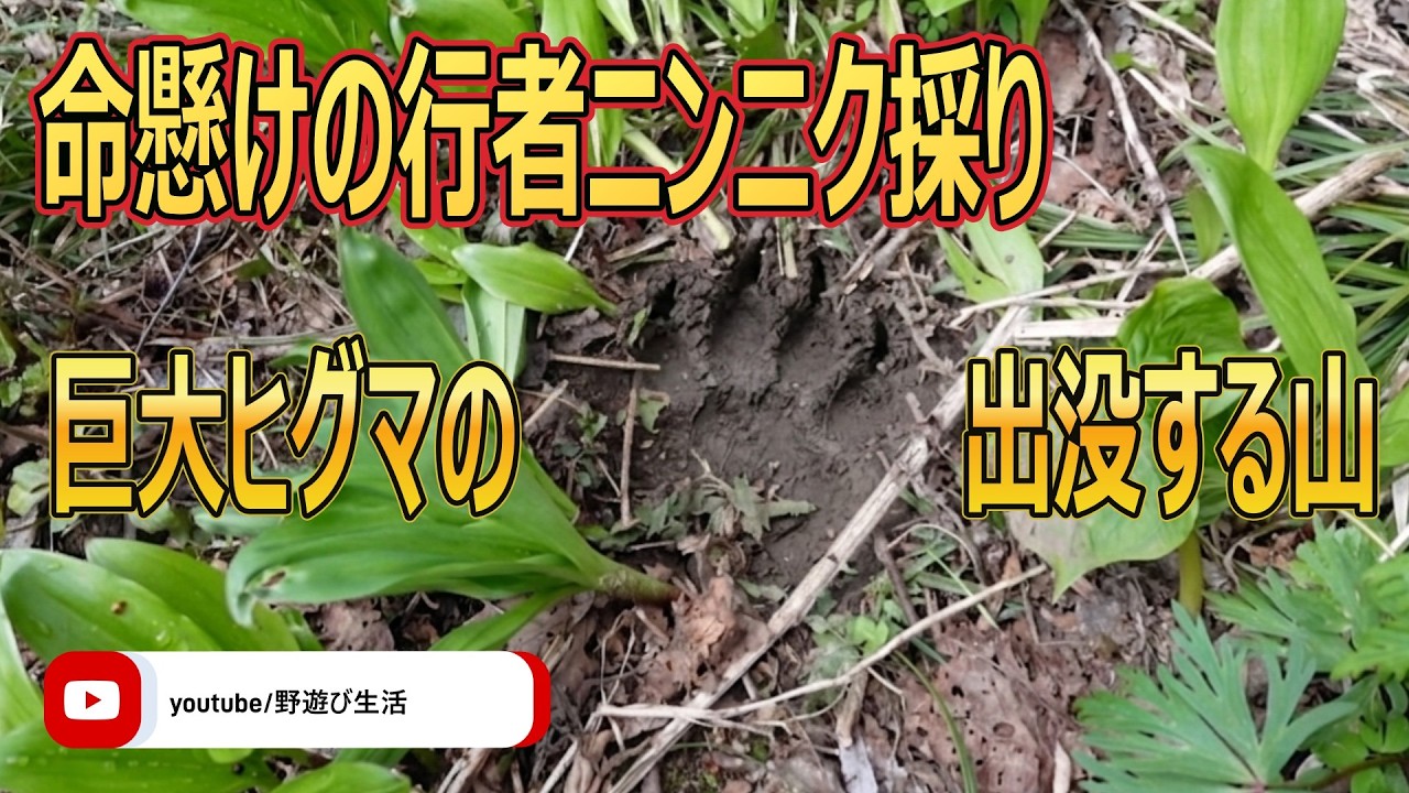 命懸けの行者ニンニク採り 巨大ヒグマの出没する山 - YouTube
