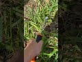 Best Garden Weeder Tool For Fast Weed Removal