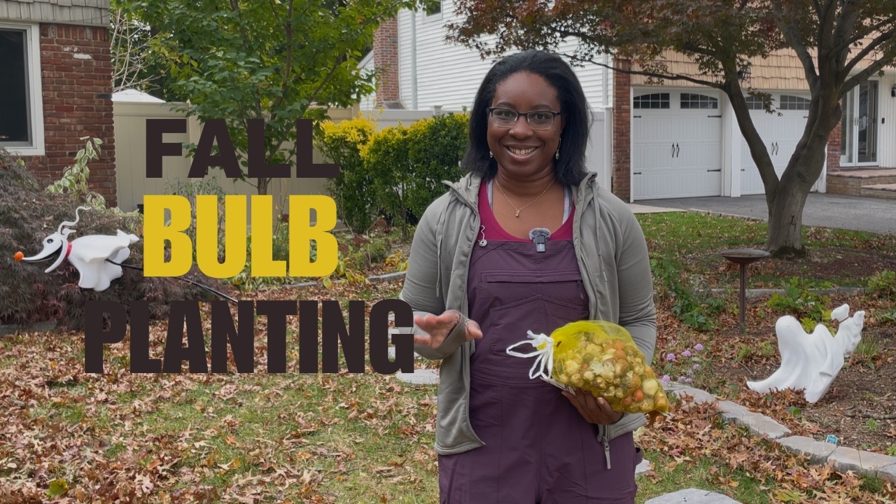 Посадка луковиц прошлой осенью