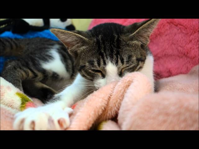 ミルキーのおテレビ出演 柴犬ひかりといちごと猫ミルキーときらら ミルキーのおテレビ出演 柴犬ひかりといちごと猫ミルキーときらら
