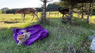 Deer Family 🦌 Mother and Little One Meet Lord Buckley Bean by soarornor 224 views 5 days ago 4 minutes, 21 seconds