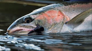 Desert Dries  Dry Fly Spey Casting for Steelhead Fly Fishing by Todd Moen