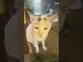 Yeh Kya Kar Diya Is Cat Ne 😱💦 | Cute Cat Playing With Water 🐱😂 #Shorts