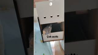 Muhbi̇p Çok Agresi̇f