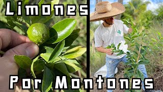 Recomendaciones para Sembrar Culquier Árbol de Cítricos 🍊 || limones - mandarina - naranjas