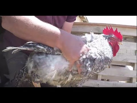 सबसे बड़ा चिकन - मुर्गियों के साथ खेती दक्षिण अफ्रीका