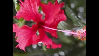 Download lagu Pagaralam tanjung sakti KEMANE